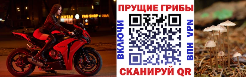 Псилоцибиновые грибы мицелий  блэк спрут рабочий сайт  Тамбов  наркошоп 